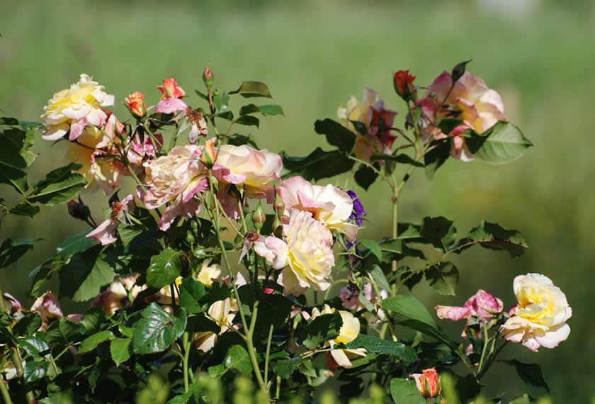 Biplantol Rosen NT - Image 4
