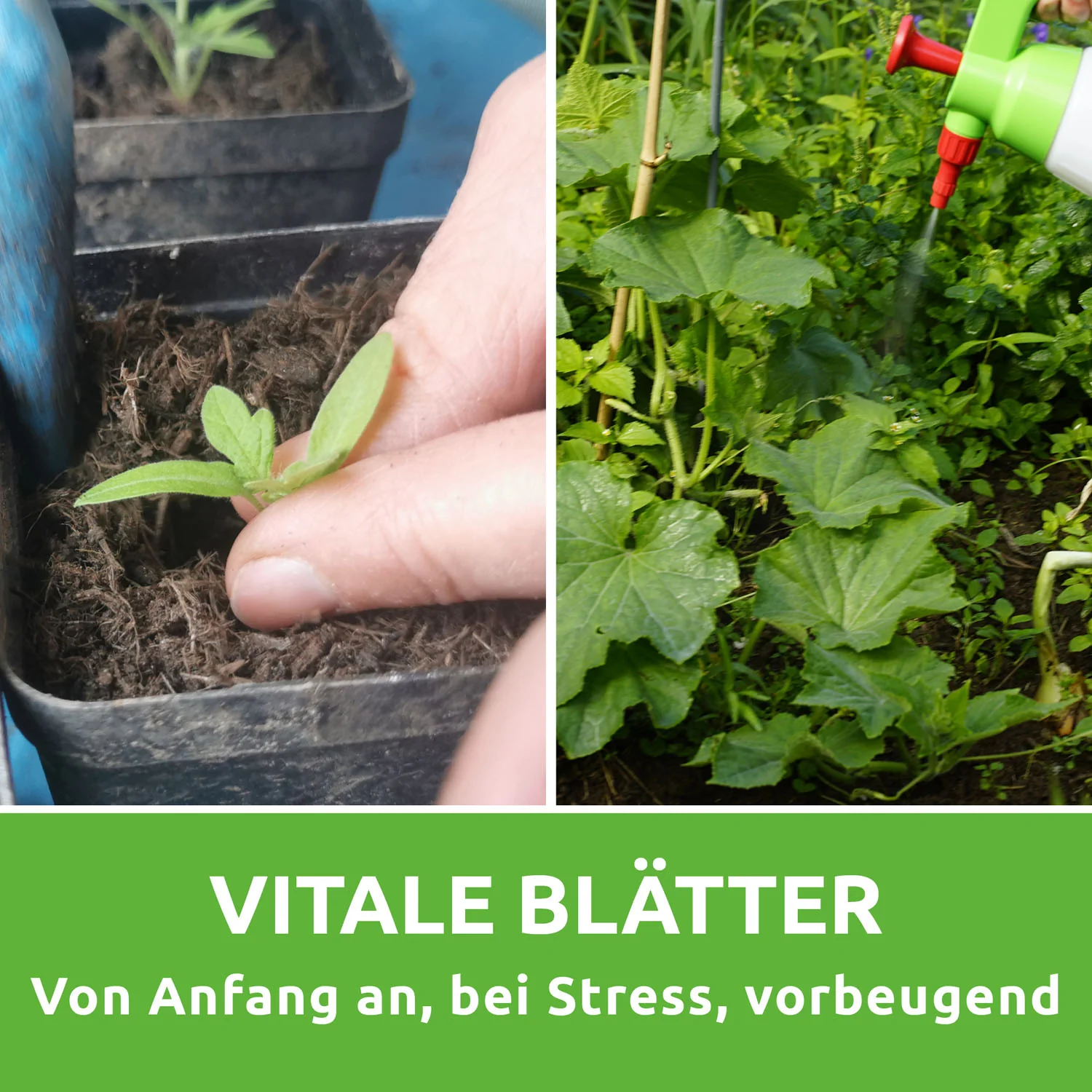Blattagil ® zur Steigerung der Pflanzenvitalität - Image 3