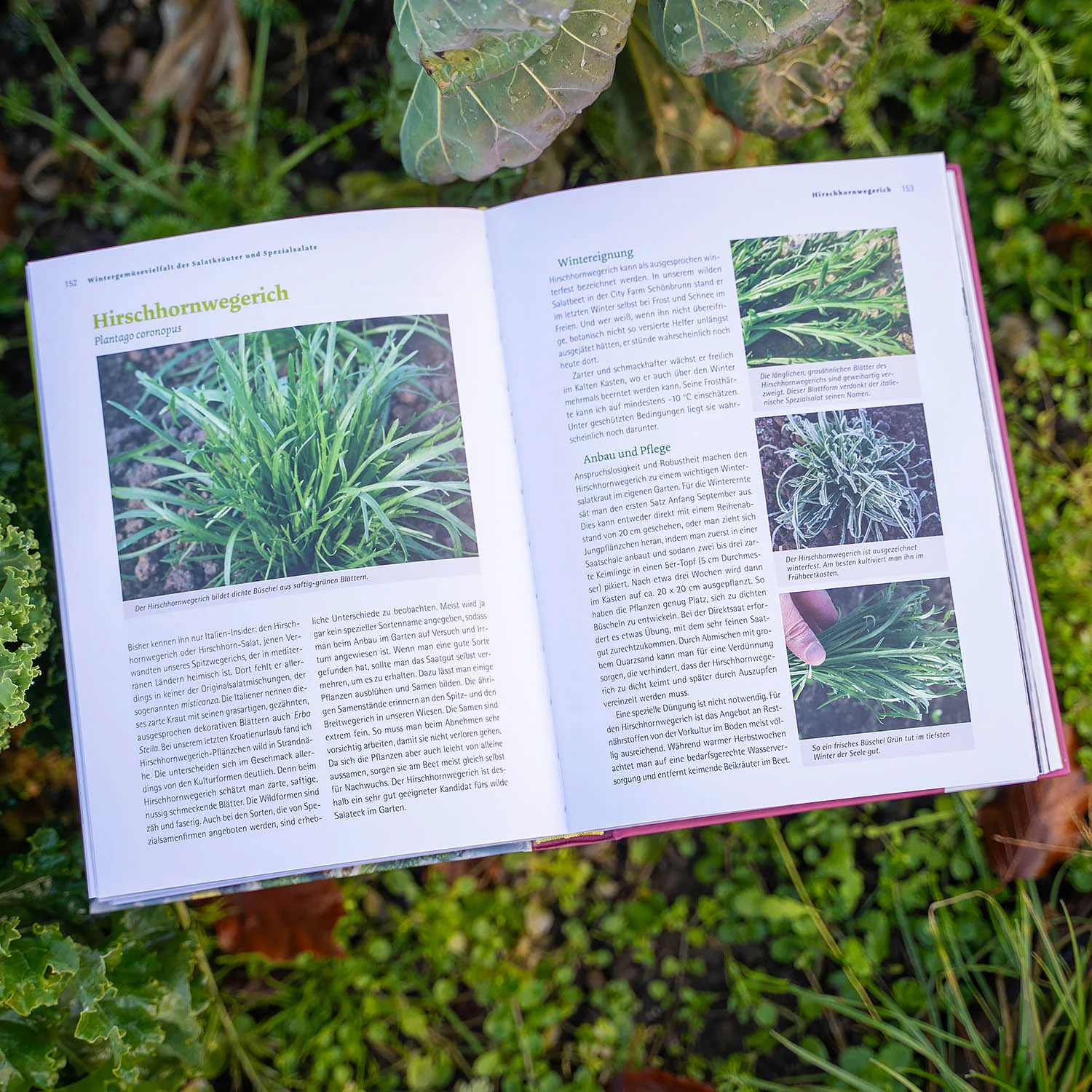 Buch: Frisches Gemüse im Winter ernten - Image 3