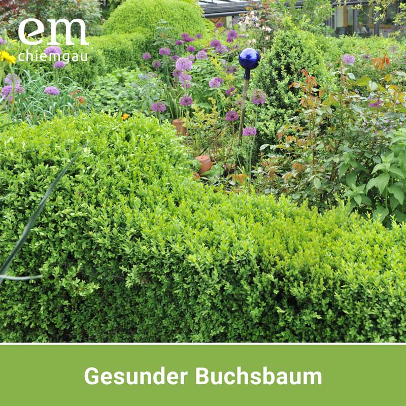 Neudorff Buchsbaumzünsler Falle - Image 5