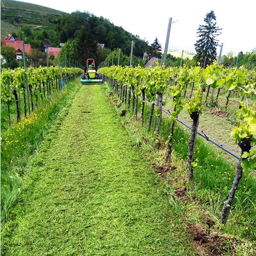 EM-Wein von Alde Gott - Image 5