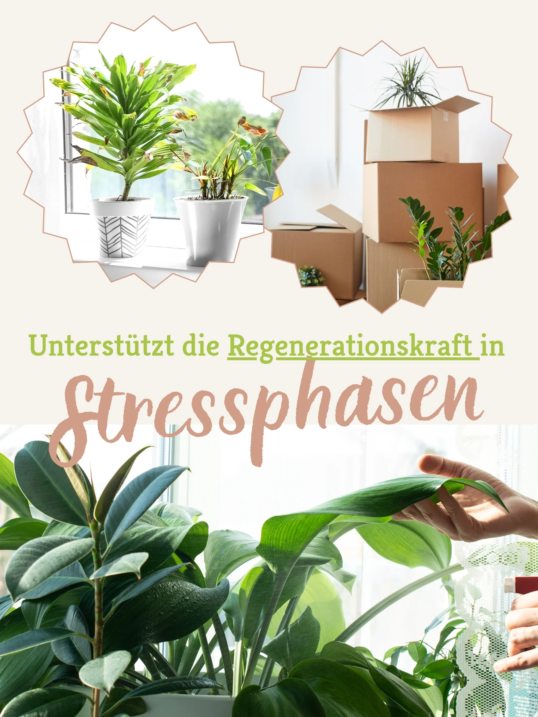 Lumis EM-Blattglanz Pflegespray - Image 6